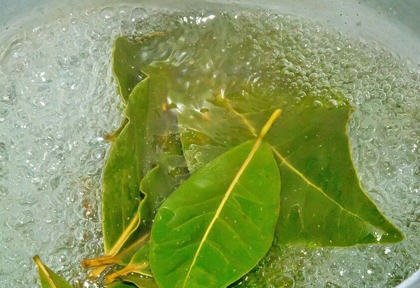 A decoction of the bay leaf